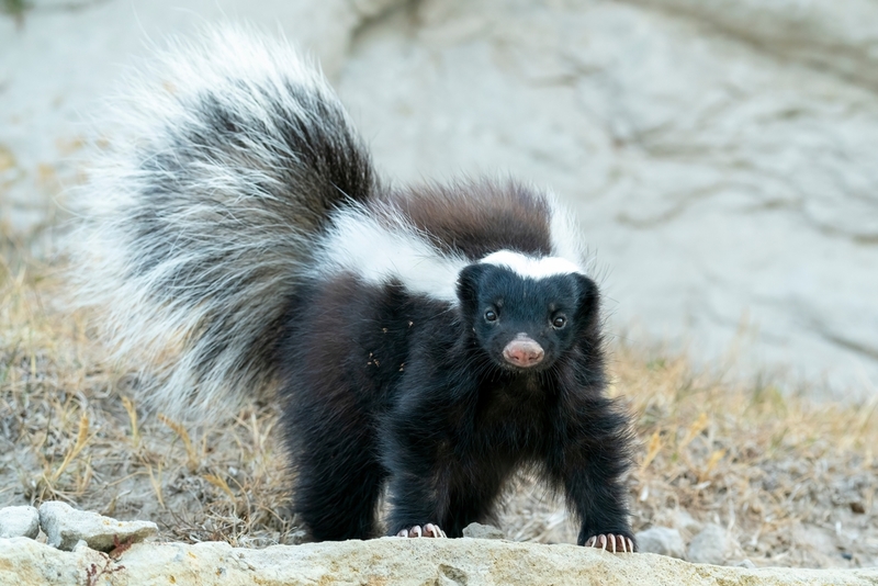 Skunks | Shutterstock Photo by Rob Jansen