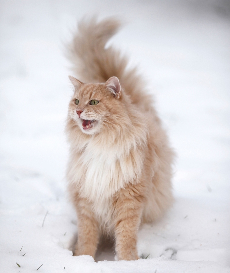 Komm nicht näher! | Alamy Stock Photo by Tierfotoagentur/R. Richter