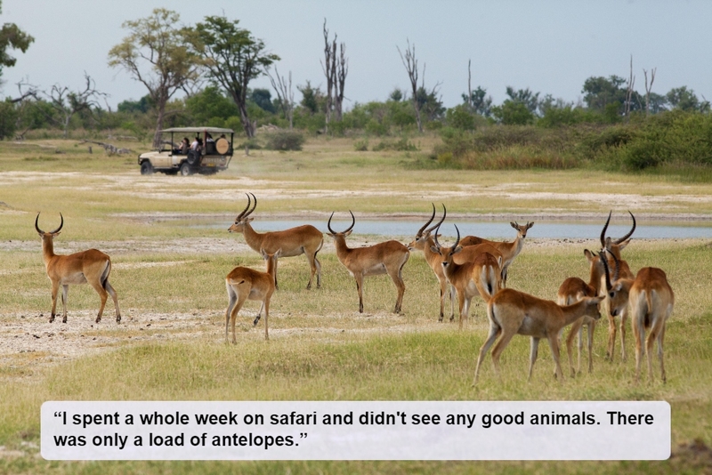 Stupid Antelopes | Alamy Stock Photo