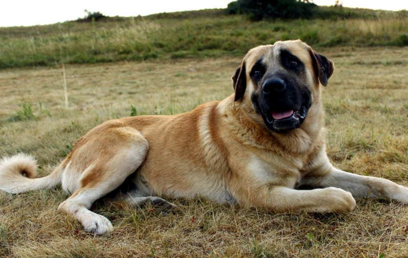 Kangal Shepherd | Vojce/Shutterstock