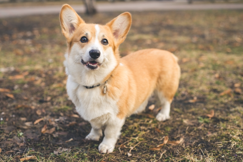 Corgi | Gorodisskij/Shutterstock