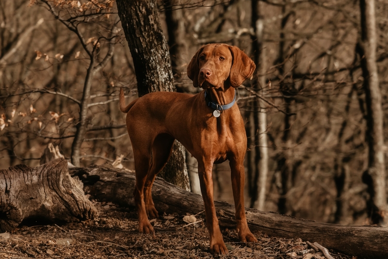 Hungarian Vizsla | aliaksei kruhlenia/Shutterstock