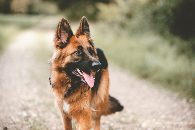 German Shepherd | Monika Chodak/Shutterstock