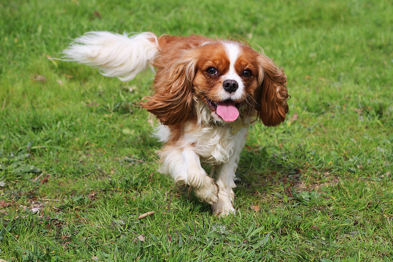 King Charles Spaniel | Hollysdogs/Shutterstock