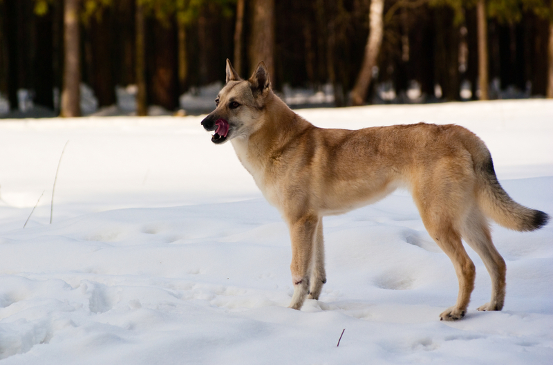 Finnish Spitz | saasemen/Shutterstock 