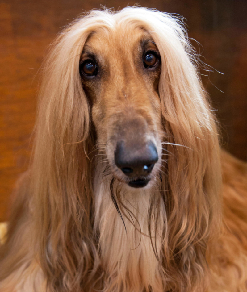 Afghan Hound | Alamy Stock Photo by jacky chapman