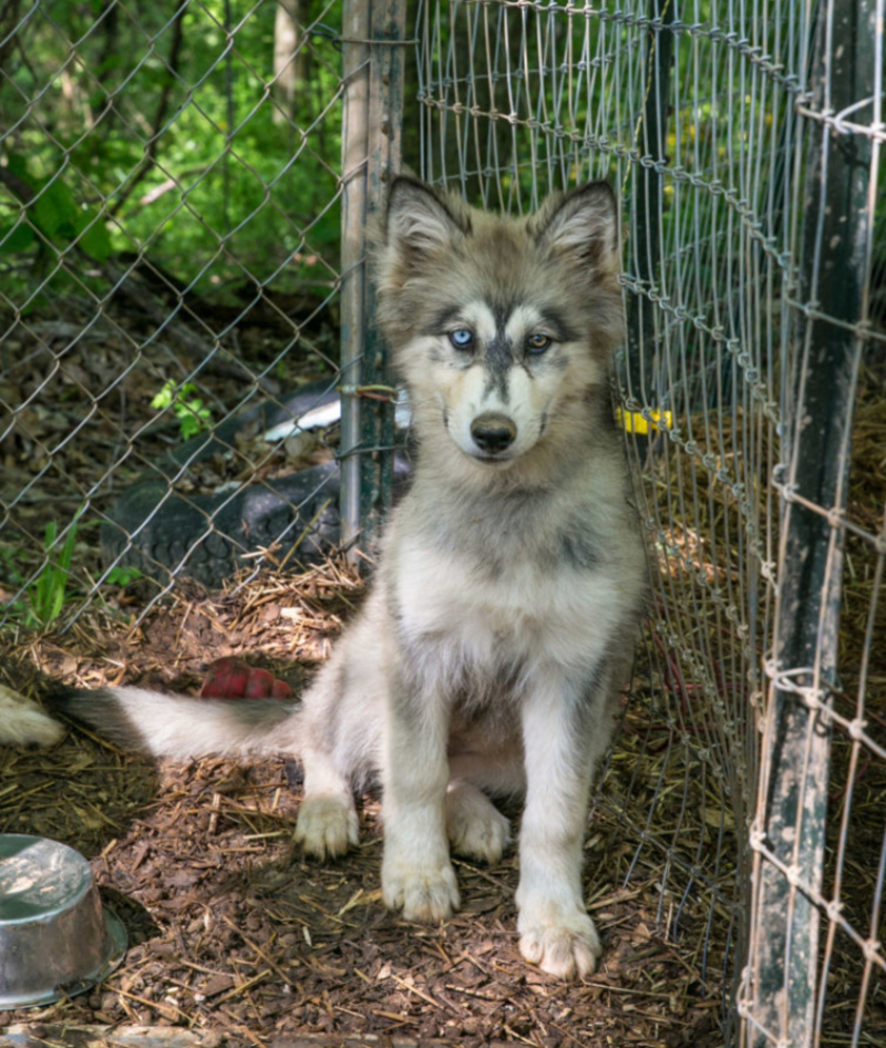 Wolf Hybrids | Getty Images Photo by George Rose