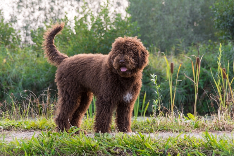 Barbet | Tom van Hoorn/Shutterstock