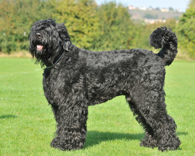 Russian Black Terrier | Alamy Stock Photo by Farlap