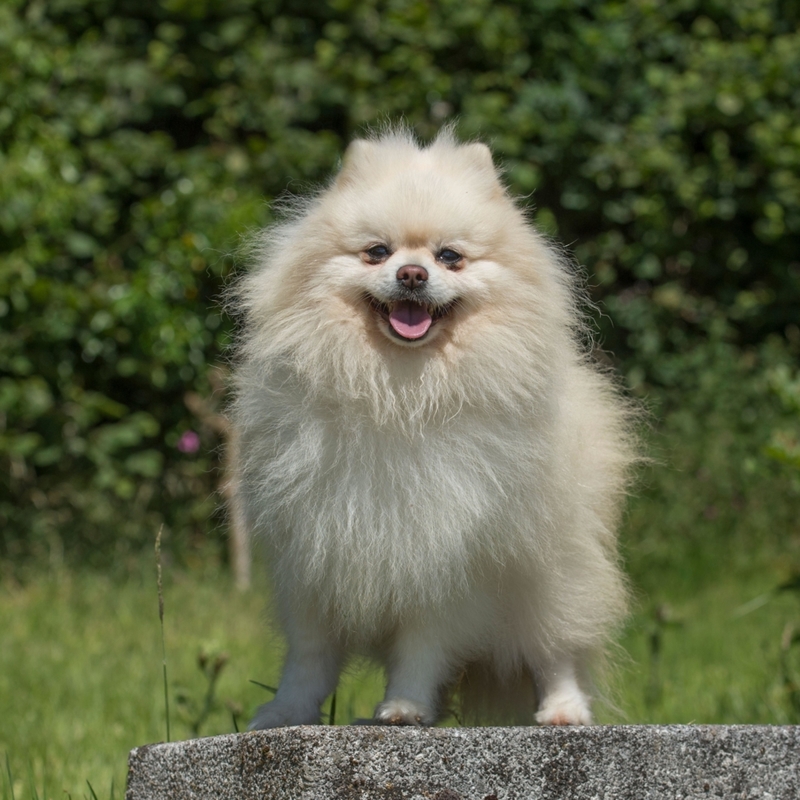 Pomeranian | Alamy Stock Photo by Farlap