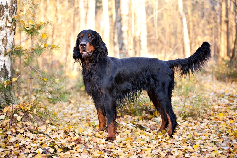 Gordon Setter | Anna Tronova/Shutterstock