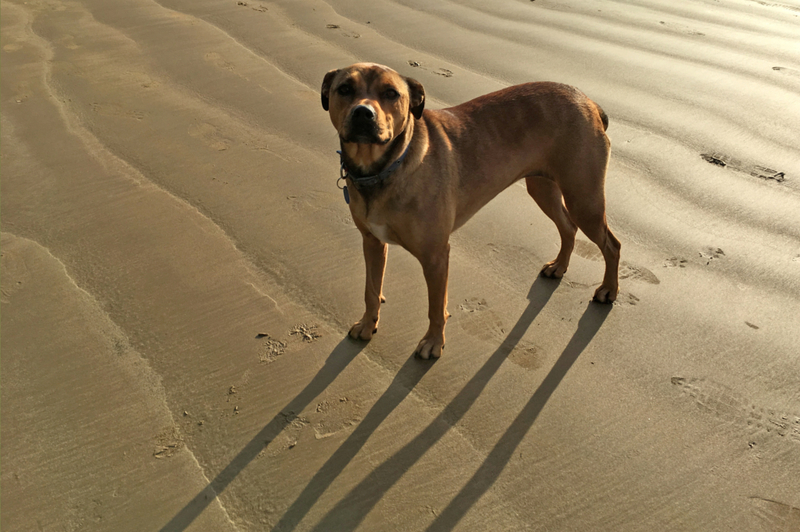 American Bandogge | Getty Images Photo by chameleonseye