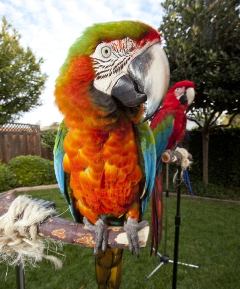 One Thirsty Bird | Shutterstock Editorial Photo by Karine Aigner