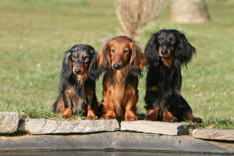 Dachshund | Alamy Stock Photo by GROSSEMY VANESSA