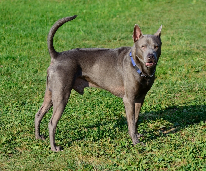 Ridgeback tailandés | Ivan Protsiuk/Shutterstock 