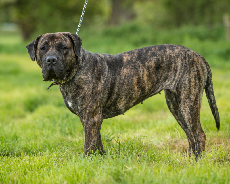 Perro de presa canario | Alamy Stock Photo by Farlap