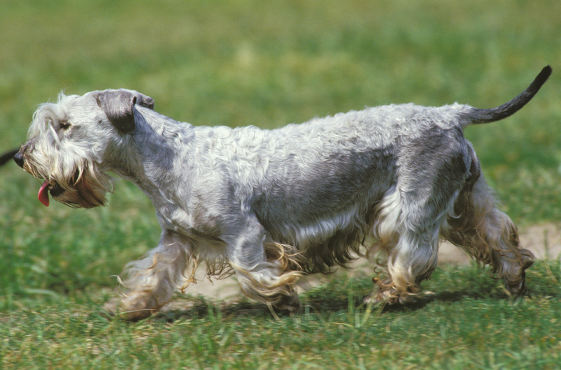 Terrier checo | Alamy Stock Photo by Arco/G. Lacz/Imagebroker