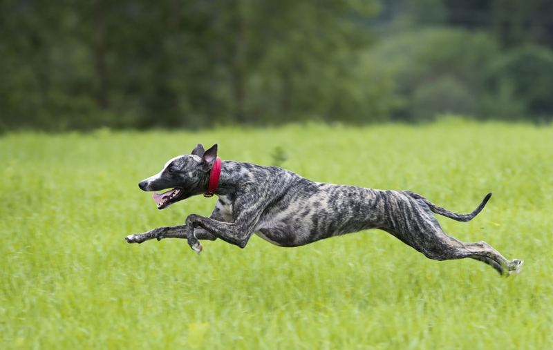 Galgo | Liliya Kulianionak/Shutterstock 