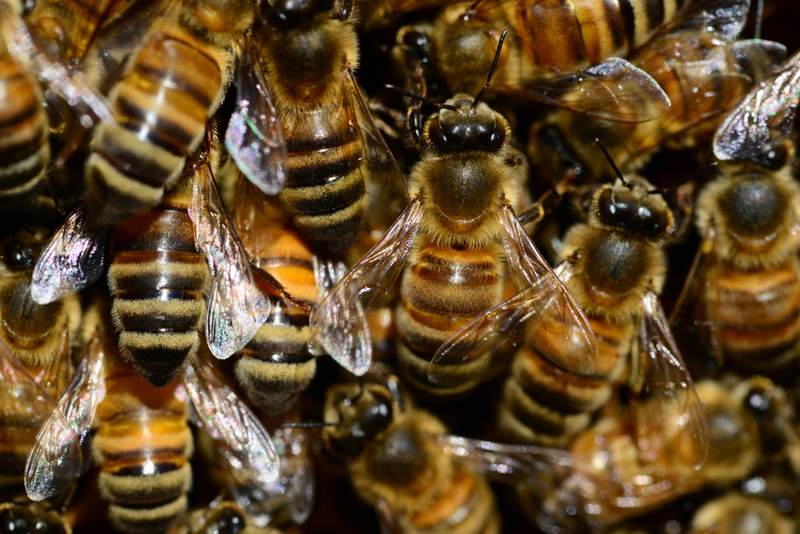 The Bee Hive Heist — $875,000 | Shutterstock