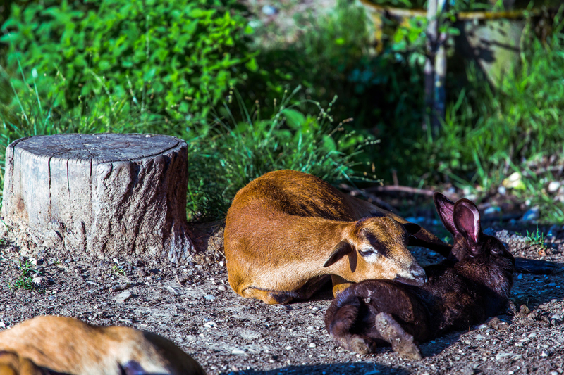 Cameroon Sheep and a Black Domestic Rabbit | Alamy Stock Photo by Lukasz Obermann 