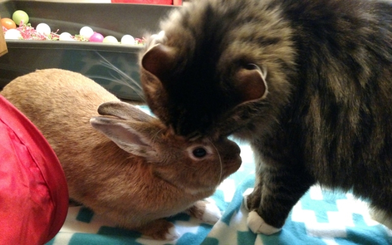 Kitty and Bunny | Getty Images Photo by Christine Morabito