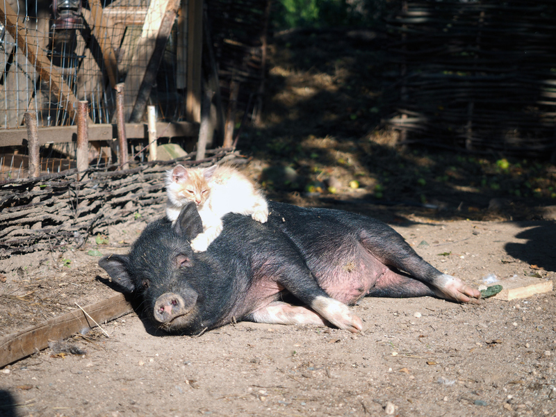 Cat and Pig | Shutterstock Photo by Irina Kozorog