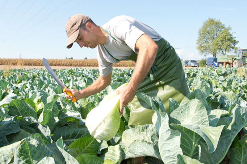 A Festival to Celebrate Filderkraut | Getty Images