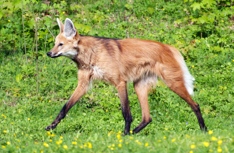 Lobo de crin | Alamy Stock Photo