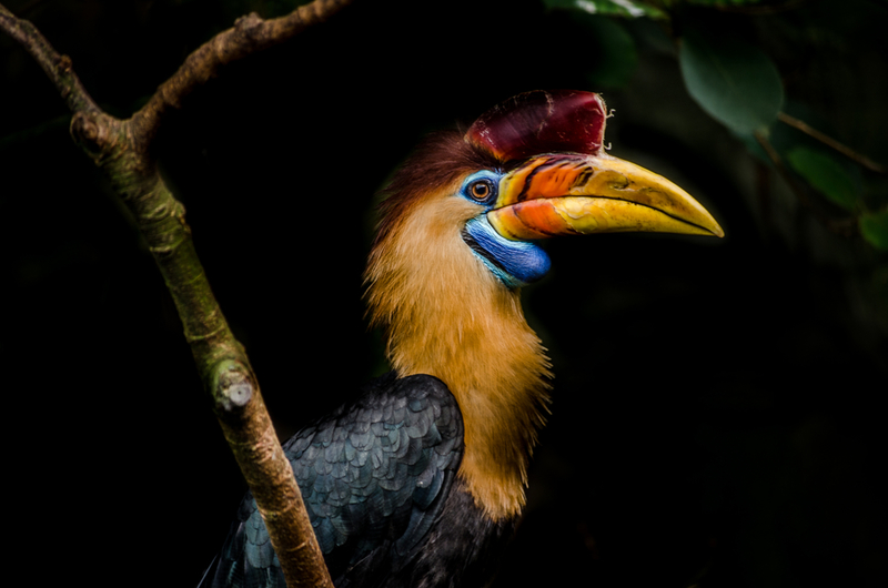 Cálao de yelmo | Shutterstock