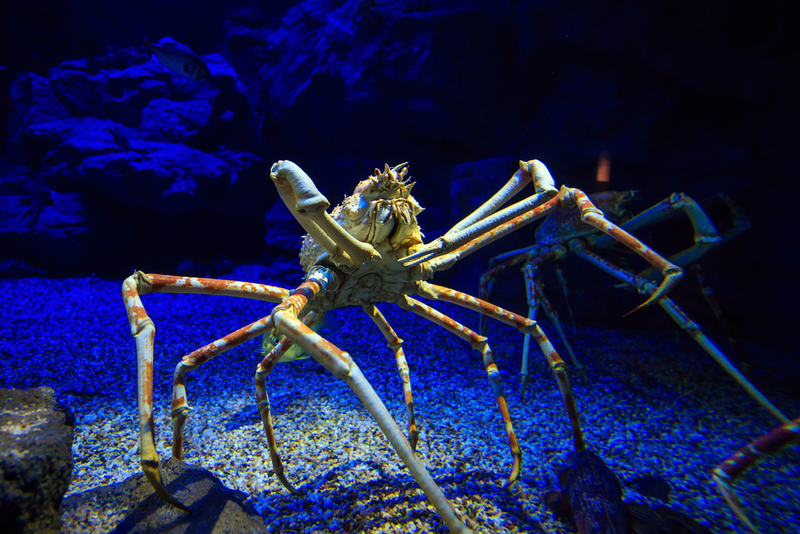 Cangrejo gigante japonés | Shutterstock