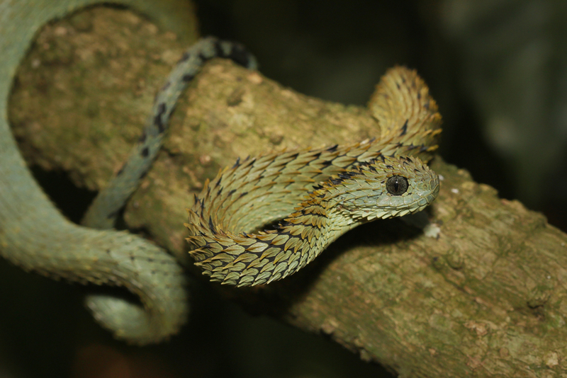 Víbora peluda del arbusto | Shutterstock