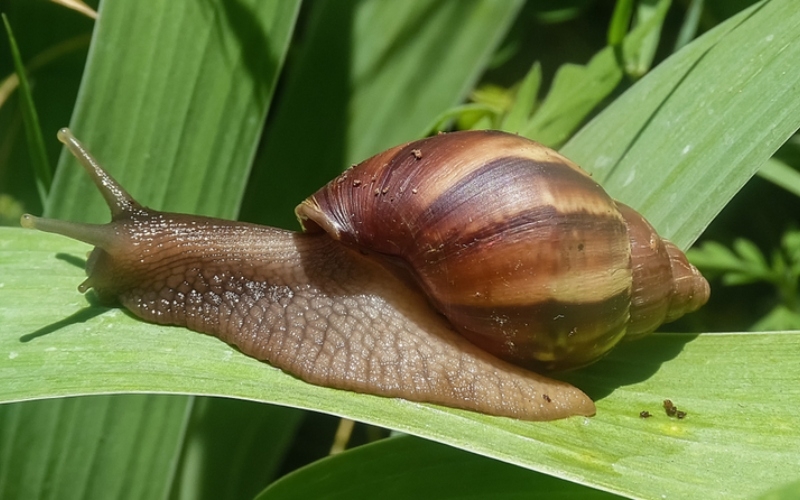 Achatina Fulica | Shutterstock