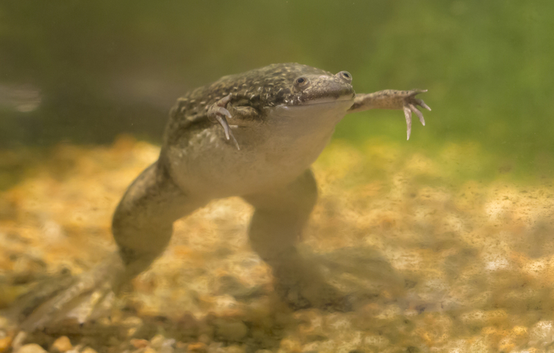 Rana de uñas africana | Shutterstock