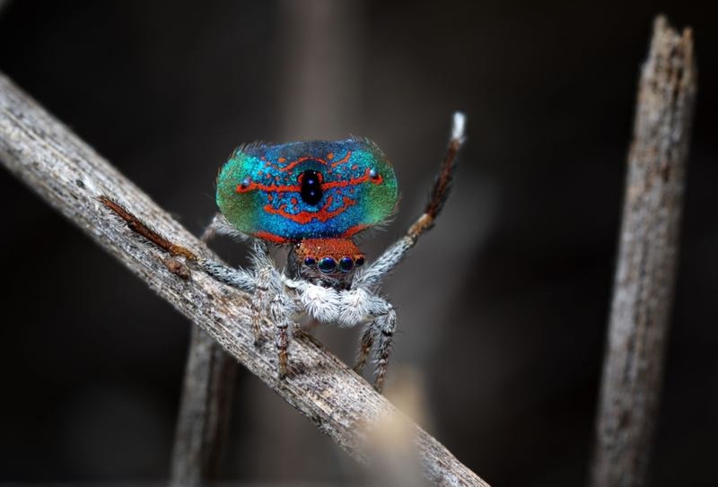 Araña pavo real australiana | Alamy Stock Photo