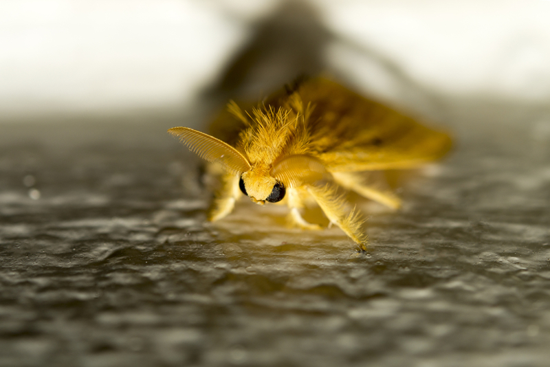 Polilla caniche venezolana | Shutterstock