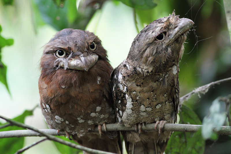 Sri Lanka Frogmouth | Shutterstock