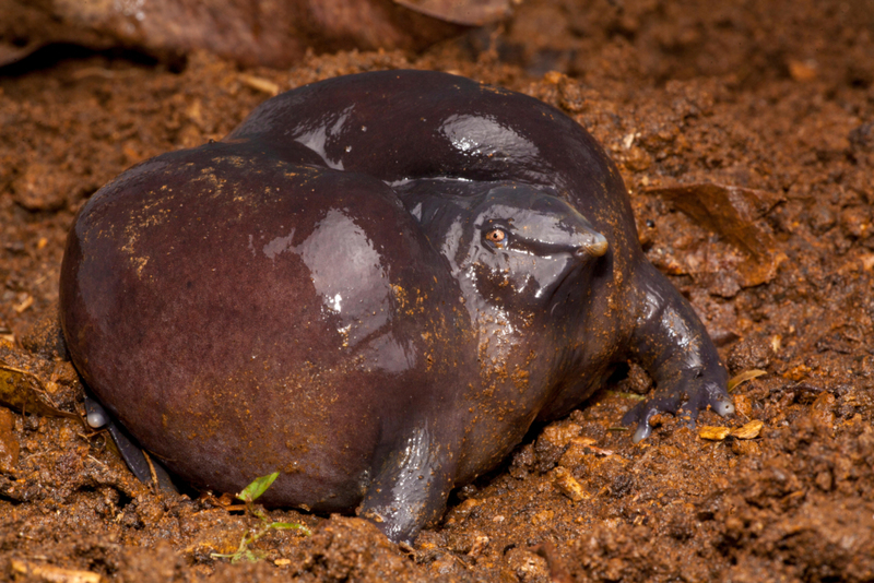 Purple Frog | Alamy Stock Photo