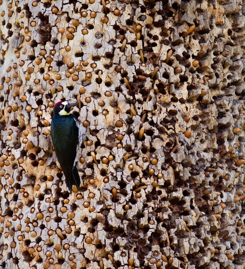 The Tree of Horrors | Shutterstock