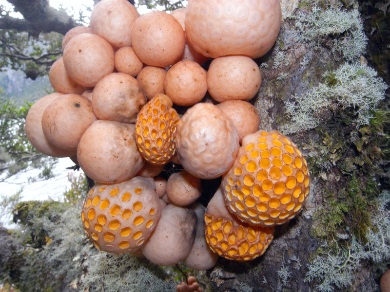 A Fungus Made for Fear | Alamy Stock Photo