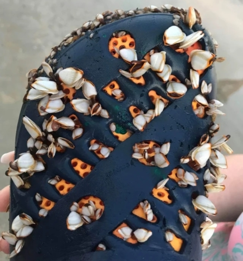 Triple Trypophobia Time | Reddit.com/llamabeanbags