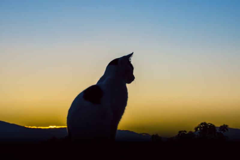 Weird Waking Hours | Getty Images Photo by Kryssia Campos