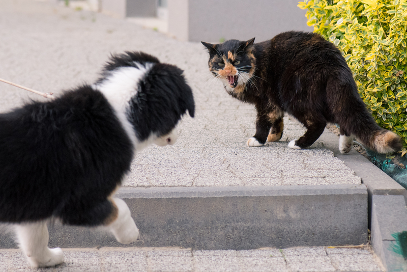 Hiss-Terical Behavior | Shutterstock Photo by DenisNata