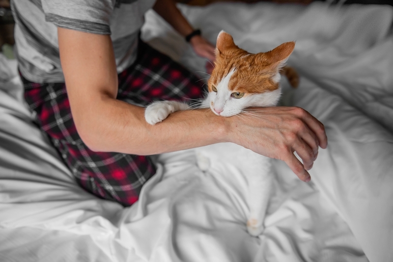 Take a Bite | Shutterstock Photo by Julia Pavaliuk