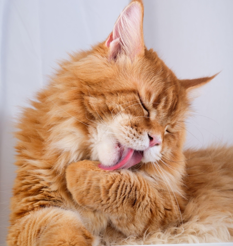 Gotta Groom | Alamy Stock Photo by Stepan Popov