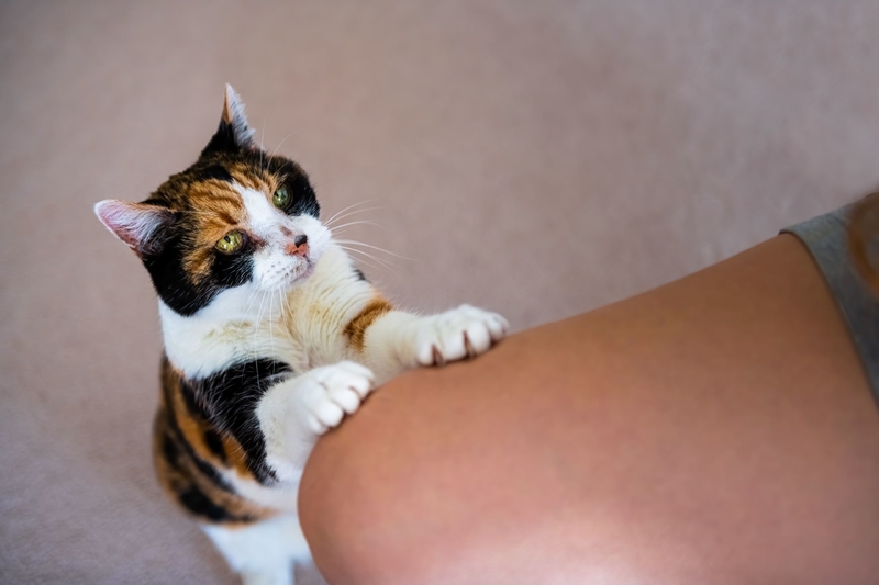 Begging | Shutterstock Photo by Andriy Blokhin