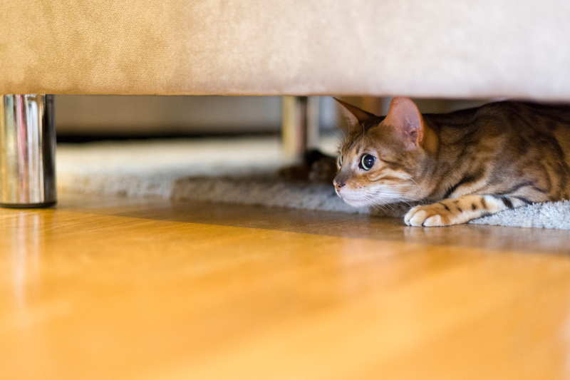 Hiding Away | Shutterstock Photo by Martin Carlsson