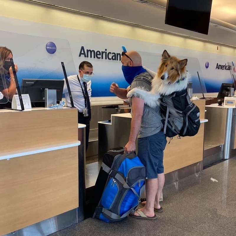 Man’s Best Friend Also Loves to Fly | Instagram/@tsa