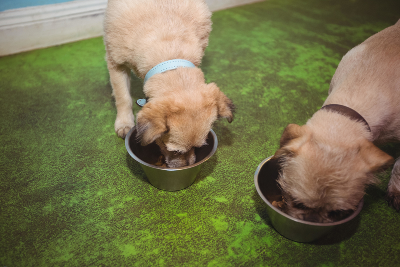 Deja que las mascotas coman en paz | Alamy Stock Photo by Wavebreak Media Premium