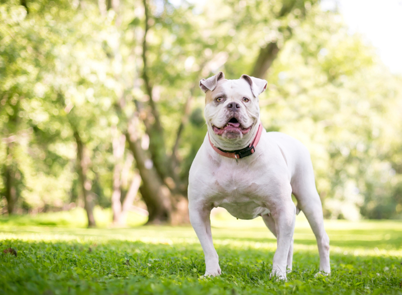 Le Bouledogue Américain | Alamy Stock Photo by Mary H. Swift