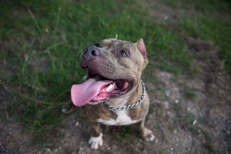 Pit Bull | RAY-BON/Shutterstock